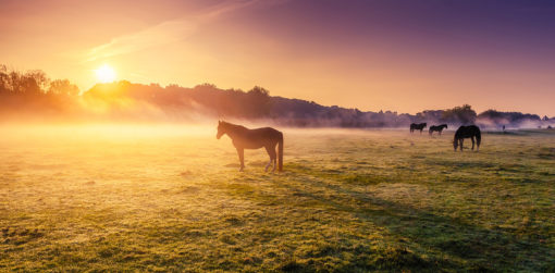 A group of horses in a field.
