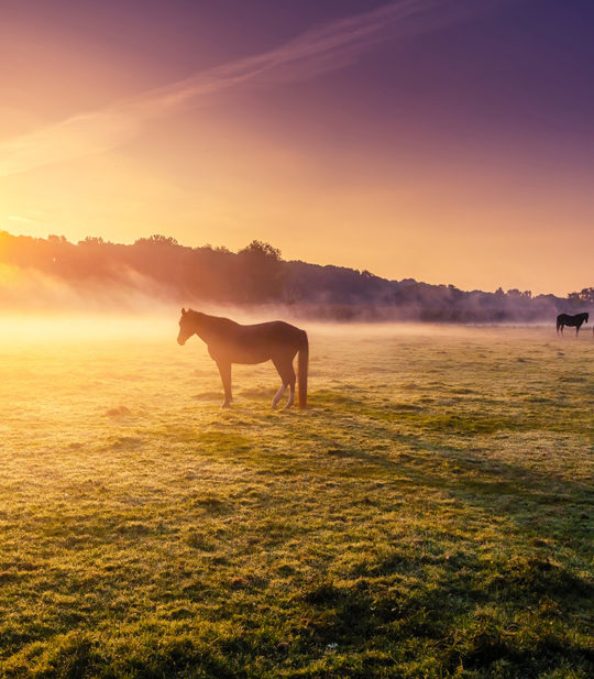 A group of horses in a field.