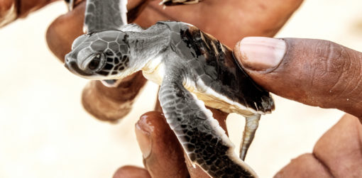 Hands hold a baby sea turtle