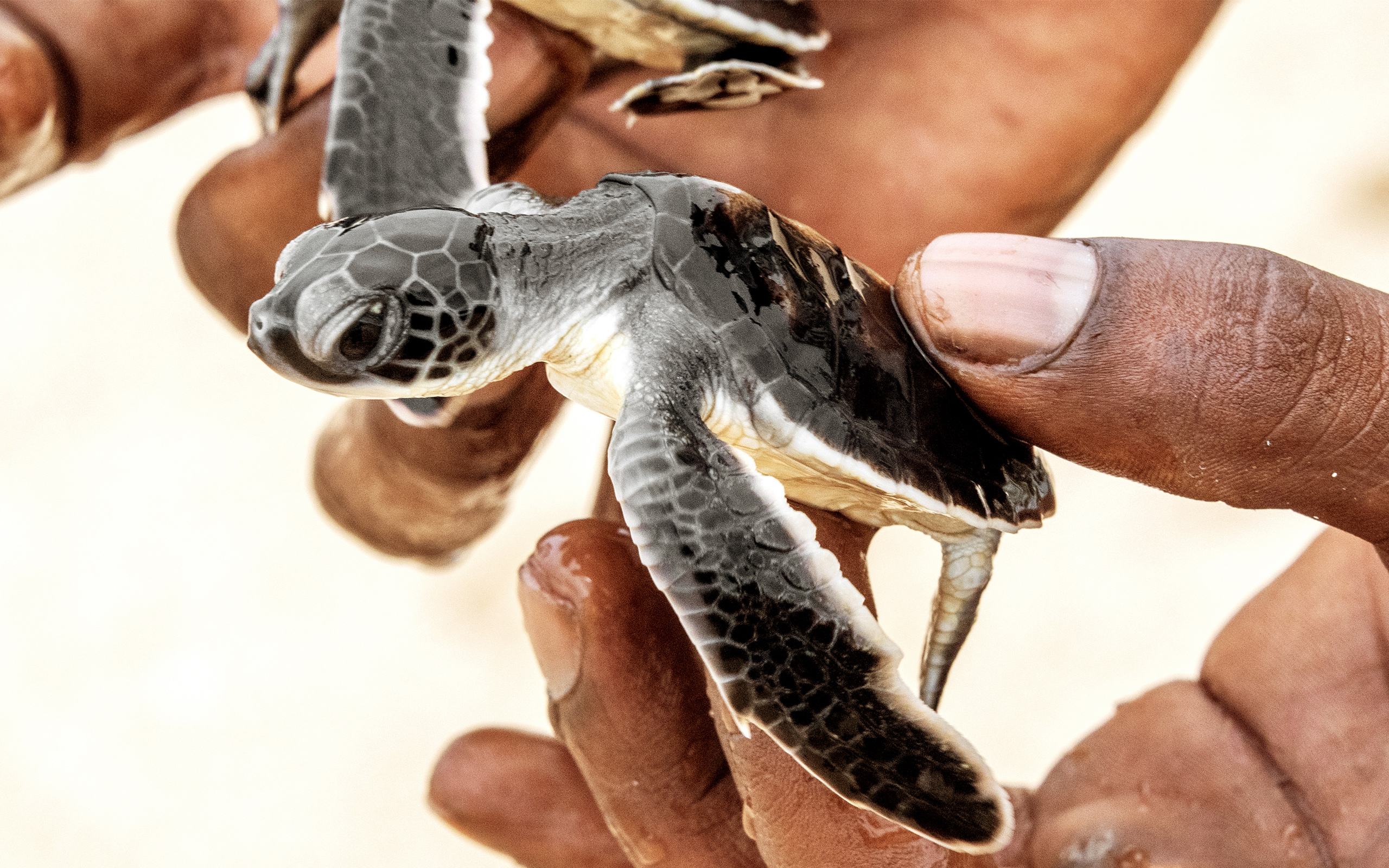 Hands hold a baby sea turtle