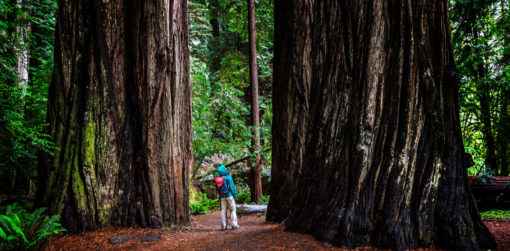 A hiker in Jedediah Smith Redwoods State Park in Northern California, USA