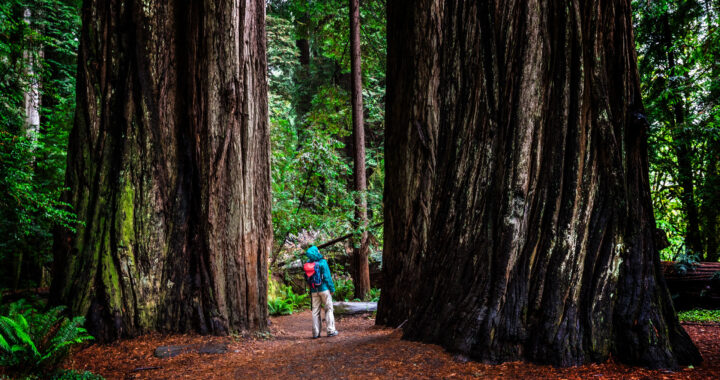 A hiker in Jedediah Smith Redwoods State Park in Northern California, USA