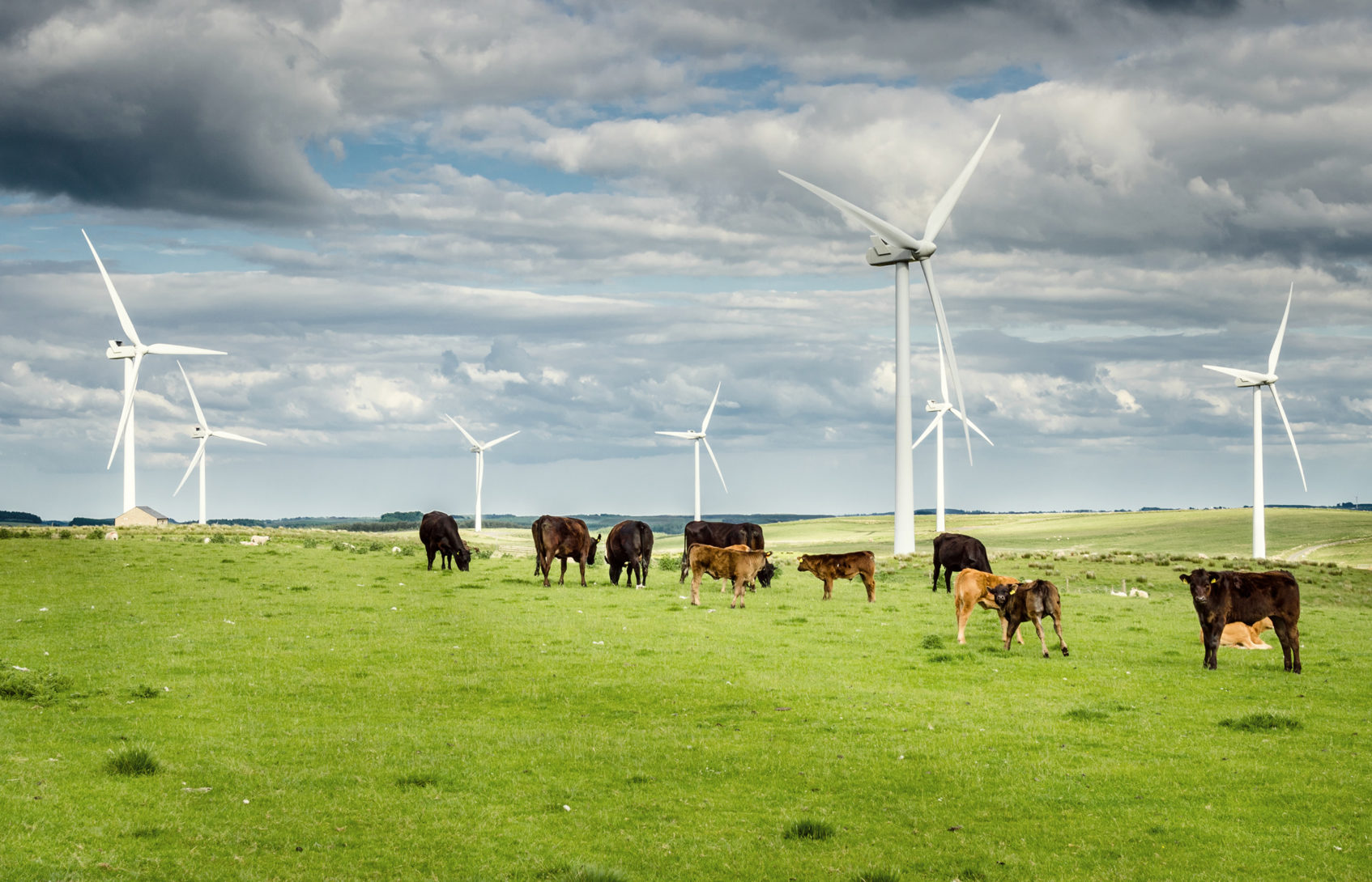 Cows graze near windmills