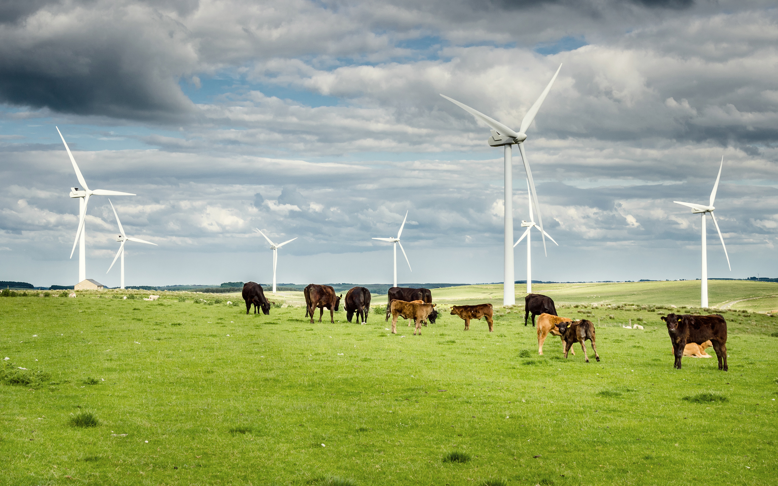 Cows graze near windmills