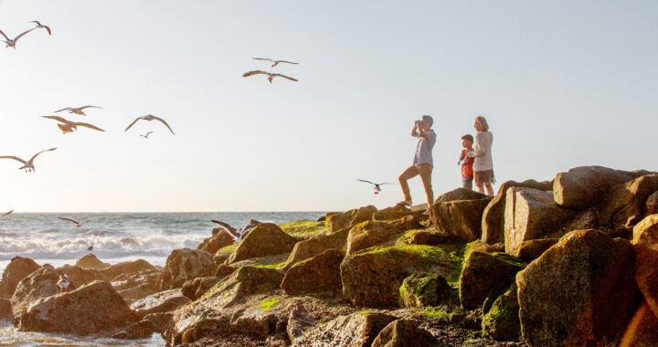 A man, woman, and child standing on rocks near the water’s edge looking at seagulls flying by
