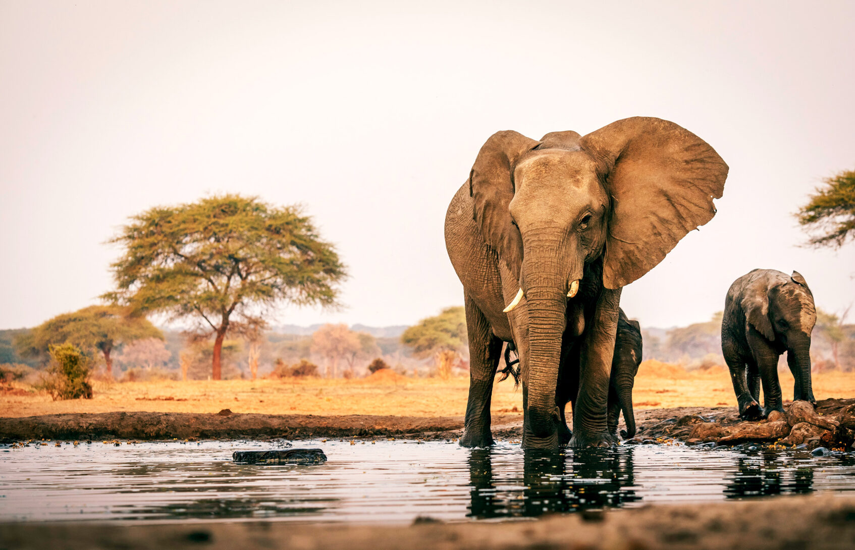 An elephant stops for water near a safari camp in Botswana