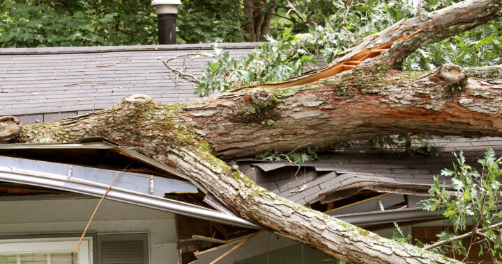 A tree that has fallen onto a house roof, causing significant damage.