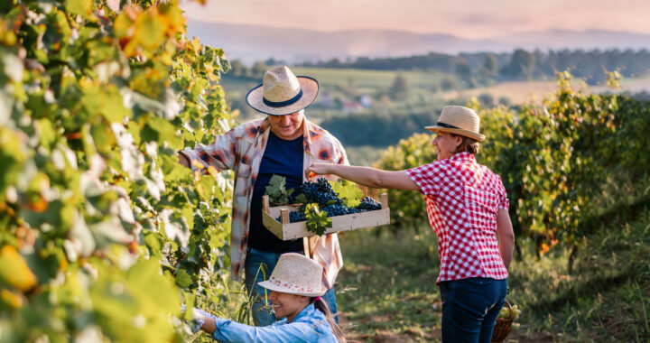 A family working together in a vineyard