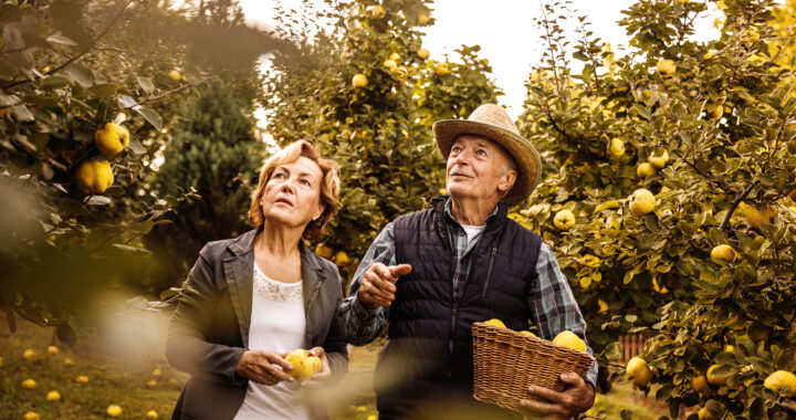 Senior couple taking a walk through their abundant orchard.